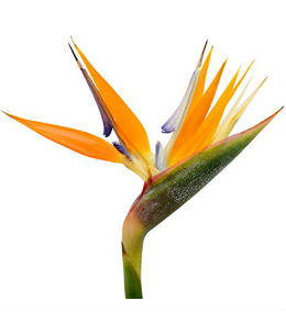 Exotic Flowers