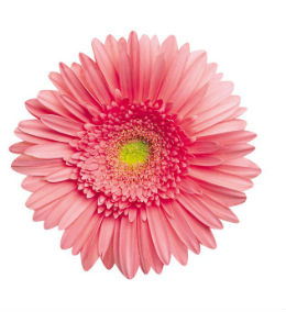 Gerbera