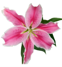 Lily
