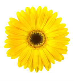 Daisy